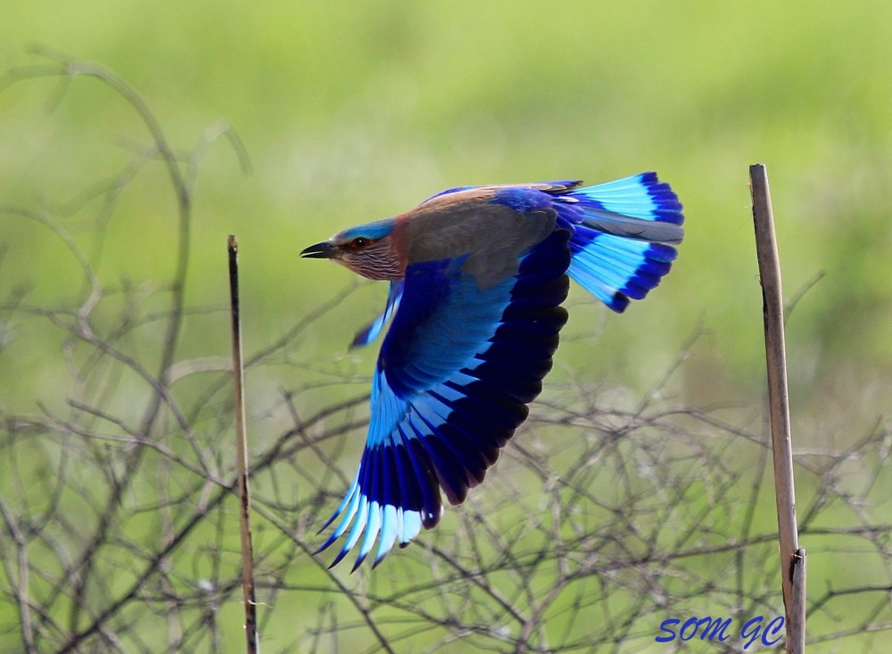 Low Land Bird Watching Tours in Nepal