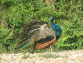 Book Chitwan Bird Watching Tour