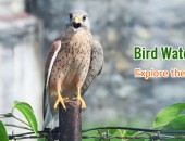 Nepal Bird Watching tour