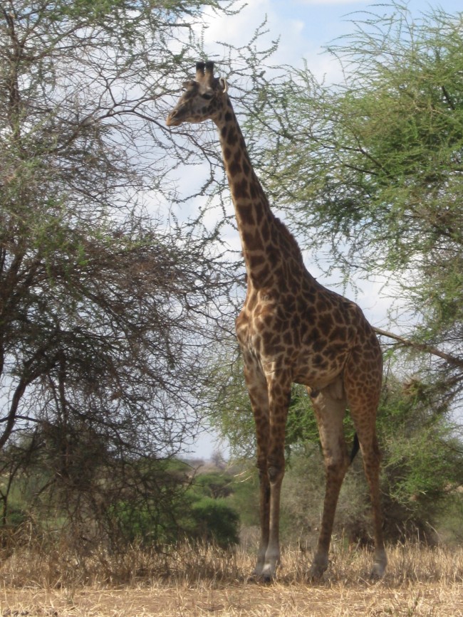 Trekking & Safaris in Tanzania