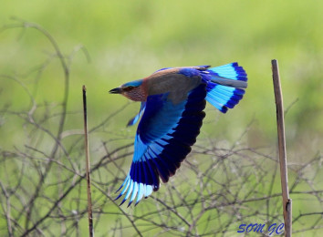 Low Land Bird Watching Tours in Nepal