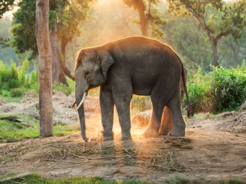 Elephant Breeding Center Chitwan