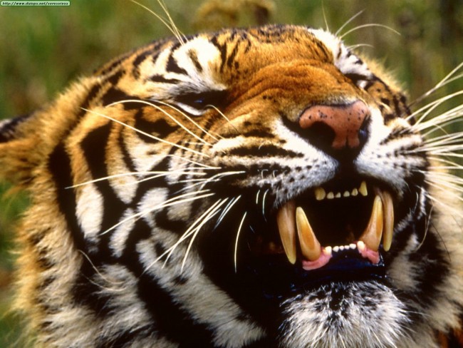 Annapurna Panorama and Wildlife Chitwan