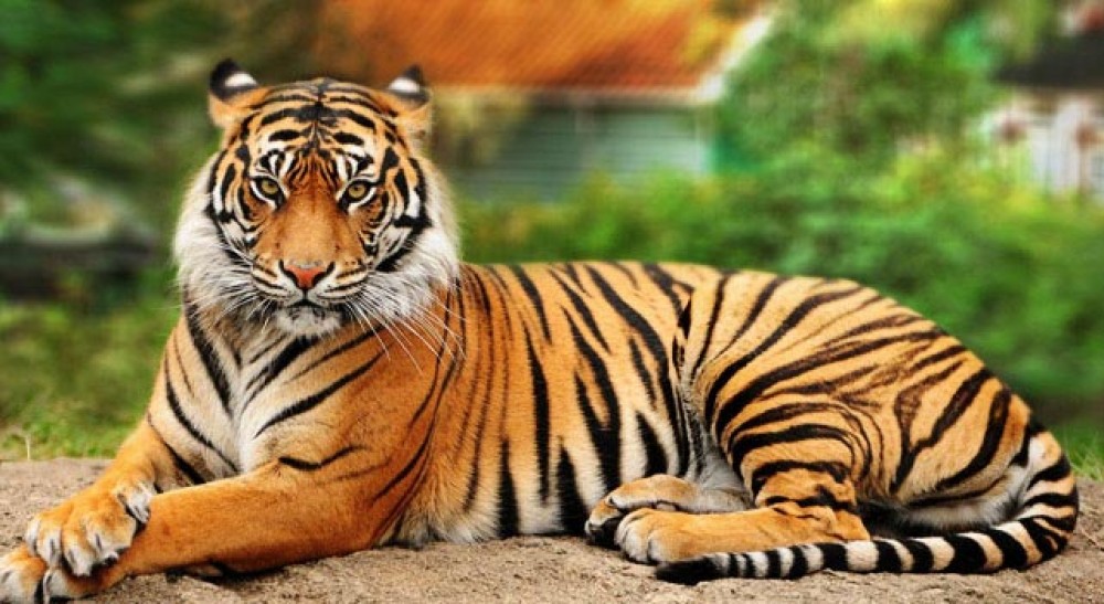 Wildlife of Nepal